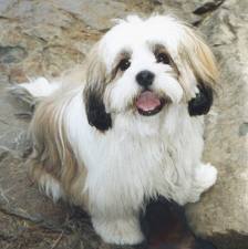 Lhasa apso
