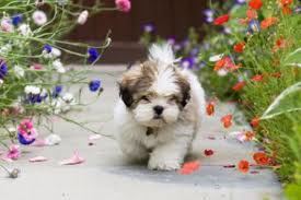 Lhasa apso 2